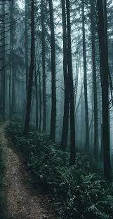 Lost In The Wood Aesthetic 27 Ideas 785878203712441763 Lost In The Woods Nature Aesthetic Landscape Photography