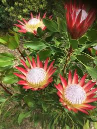 Image result for Protea madiensis