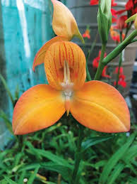 Hot plants for cool climates: Courtesy