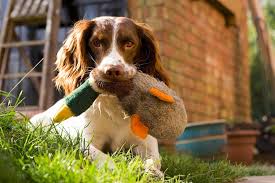 We did not find results for: 5 Things To Know About English Springer Spaniels