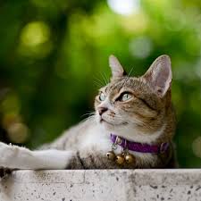 We were inspired to create this website after we published our paper about food puzzles in the journal of feline medicine and surgery with drs. Meaty Meals And Play Stop Cats Killing Wildlife Study Finds Animal Behaviour The Guardian