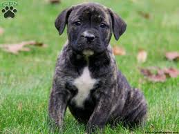 Boerboel information including personality, history, grooming, pictures, videos, and the akc breed standard. African Boerboel Puppies For Sale Greenfield Puppies