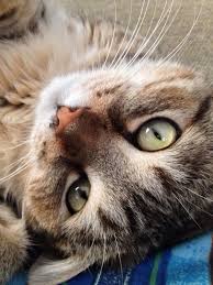 Beautiful Brown Tabby Cat Tabbycat Tabby Cat Ideas Of Tabby Cat Tabbycat Beautiful Brown Tabby Cat Tabbycat The P Tabby Cat Beautiful Cats Cute Cats