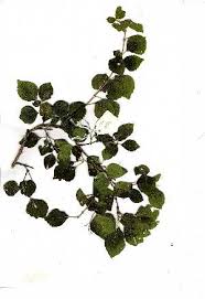 Image result for Premna mooiensis