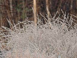Check spelling or type a new query. Icy Plant Perovskia Atriplicifolia Russian Sage Perovskia Atriplicifolia Russian Sage Winter Stem
