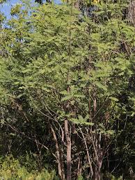Image result for Sesbania brevipedunculata