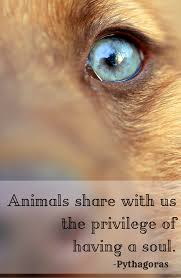 The Dodo For Animal People Animal Quotes Greek Animals Dog Quotes