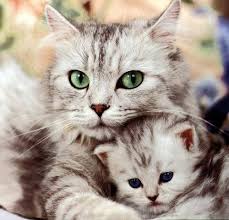 Lihat wajahnya yang imut dan tatapan matanya yang jernih Sedang Memandu Aku Dengar Bunyi Anak Kucing Dalam Enjin Iluminasi