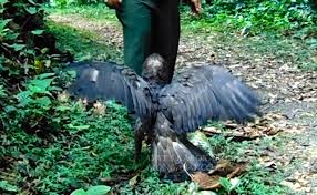 Elang jawa (spizaetus bartelsi) merupakan burung tokhtor sumatera (carpococcyx viridis) merupakan burung endemik dari sumatera yang jumlahnya tak lebih dari 300 ekor. Kepak Sayap Elang Hitam Yang Semakin Senyap Mongabay Co Id Mongabay Co Id
