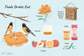 Try these 90 diy bird feeder ideas that are easy to make and brings beautiful birds to visit your garden regularly. Easy Oriole Bird Feeding Tips For Your Yard