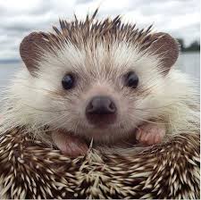 What Do Hedgehogs Eat A Healthy Diet For Your Amazing Companion Animal Facts Blog Animals Cute Animals Animals Beautiful