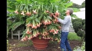 Maybe you would like to learn more about one of these? Angel S Trumpet Cuttings For Propagation New Brugmansia Hybrid Youtube