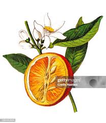 Image result for Citrus × aurantium