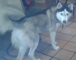 Lostdog 1 14 14 Tucson Az 2 Year Old Female Winter Siberianhusky Black And White Gray Sides And Blue Eyes Losing A Dog Female Siberian Husky Losing A Pet