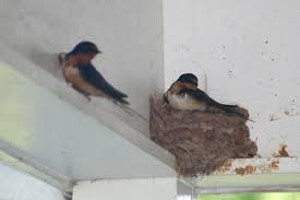 Barn Swallow Birds That Make Mud Nests Barn Swallow Nest And Eggs The Barn Swallow Nest Is An Open Shallow Cup Of Mud Pellets Mixed With Vegetable Fibers And Plant F Bird Feeding Station Birds Nest