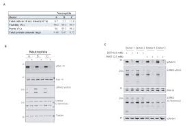 Check spelling or type a new query. Human Peripheral Blood Neutrophil Isolation For Interrogating The Parkinson S Associated Lrrk2 Kinase Pathway By Assessing Rab10 Phosphorylation Protocol Translated To Arabic