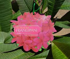 Frangipani Big Blood Red Perth Wa Online Garden Centre