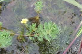 Image result for Haloragaceae