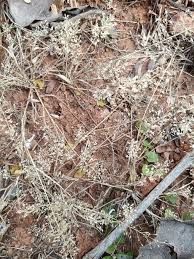 Image result for Eragrostis unioloides