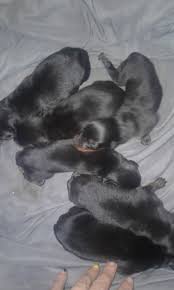 (dallas) pic hide this posting restore restore this posting. Craigslist Big Spring Tx Dogs