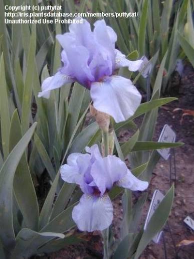 PlantFiles Pictures: Intermediate Bearded Iris 'Baby Blue Marine'  (<i>Iris</i>) by pajaritomt
