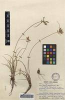 Image result for Cyperus margaritaceus