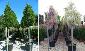 It is also a good longer term project as they are. Wisteria Tree Standard Garden Plants Online