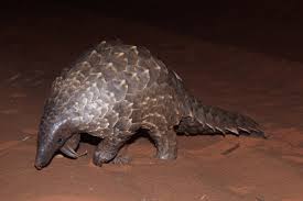 Tens of thousands of pangolins are poached every year, killed for their scales for use in traditional. Mais De Um Milhao De Pangolins Foram Mortos Na Ultima Decada Noticias Ambientais