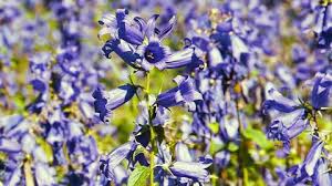 See full list on wikihow.com Sideways Pan Of Flowers In Stock Footage Video 100 Royalty Free 28833310 Shutterstock