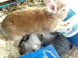 The cost to spay a ferret can vary widely within the same city for veterinarian costswe had our ferret spayed about six months ago and it cost around. Domestic Rabbit Wikipedia