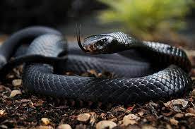Red Belly Black Snake Black Mamba Snake Poisonous Snakes Mamba Snake