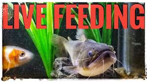 Beer battered cod are the star of these fresh and tasty fish tacos, served in corn tortillas with shredded cabbage and a zesty white fish tacos. Gulper Catfish For Sale 08 2021