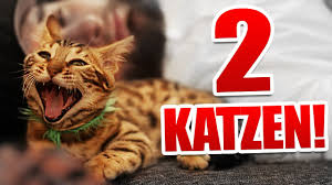 Check spelling or type a new query. 2 Katzen Uberraschung Youtube