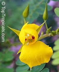 Image result for Chamaecrista