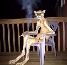 Is Bug house office in Warner Robins location still operating? I had called  that office multiple times yesterday in the afternoon and nobody answered  the phone. Can someone recommend another company please.