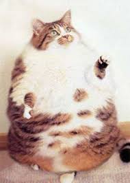 Caes E Gatos Mais Fofos Do Mundo Os Gatos Gordos Mais Fofos Do Mundo Gatos Fotografia De Gato Gatos Bonitos