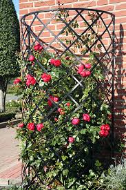 It is mainly used as a decoration in outdoor environments. The Exedra Metall Wall Trellis Is A Unique Half Round Wall Mounted Trellis