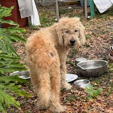 Rags to Riches Animal Rescue Inc | Another poor neglected ...