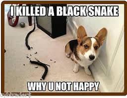 These pembroke welsh corgi puppies are friendly & energetic. Funny Corgi Dog Snake Refrigerator Tool Box Magnet Ebay