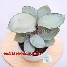 Syarat tumbuh tanaman hias adenium arabicum. Harga Tanaman Hias Terbaik Taman Perlengkapan Rumah Juni 2021 Shopee Indonesia
