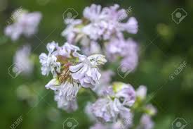 A huge butterfly on the soapwort or bouncing bet flowers in the valley by the labyrinth. Saponaria Officinalis White Flowers In Summer Garden Common Stock Photo Picture And Royalty Free Image Image 133794388