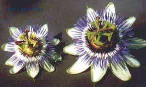 Image result for Passiflora caerulea