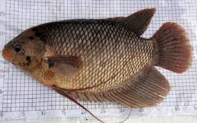 Mungkin banyak orang lebih mengenal ikan gurame sebagai ikan konsumsi karena dagingnya yang enak dan lezat, akan tetapi ternyata ada juga jenis gurame yang dijadikan ikan hias. Jenis Gurame Yang Populer Dibudidayakan Di Indonesia Ikan Info
