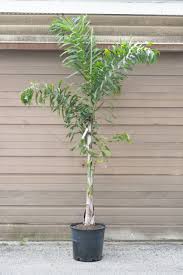 Image result for Wodyetia