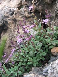 Image result for Aeollanthus