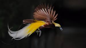 Maybe you would like to learn more about one of these? Bird Of Paradise San Diego Zoo Animals Plants