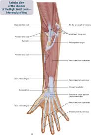 Your arm muscles allow you to perform hundreds of everyday movements, from making a fist to bending your thumb. 7 Muscles Of The Forearm And Hand Musculoskeletal Key