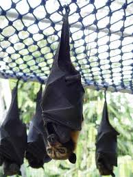 The Largest Bat In The World The Giant Golden Crown Flying Fox Can Reach A Maximum Size Of 1 5 Kilograms In Weight 55 Centime Megabat Fruit Bat Large Animals