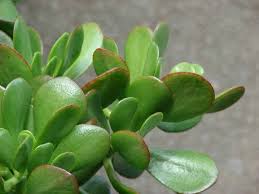 6 Plantes Qui Attirent Les Energies Positives Selon Le Feng Shui Plante Succulente Plantes Feng Shui Plante Crassula