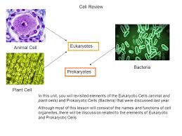 Check spelling or type a new query. Cell Review Eukaryotes Animal Cell Bacteria Prokaryotes Plant Cell Ppt Video Online Download